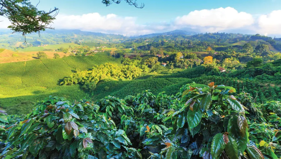 Nicarugua coffee